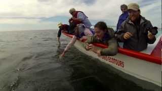 Double Kissing A Whale