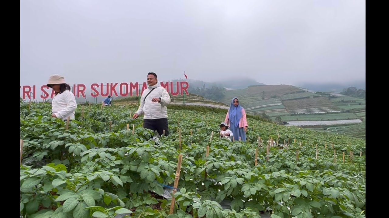 NEGERI SAYUR SUKOMAKMUR, NEPAL VAN JAVA. Asli pemandangannya CANTI BNGET😭😭