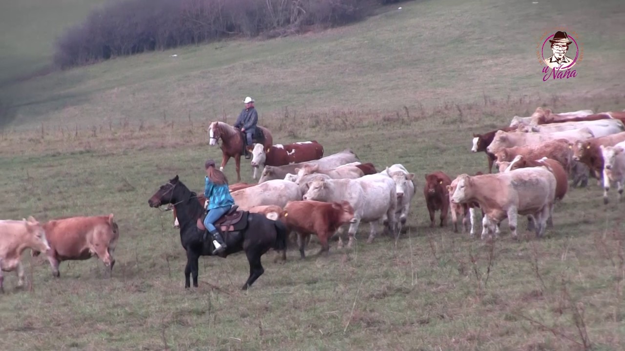 Zháňanie stád na Liptove