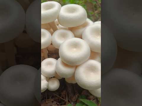amazing buetyfull white mushrooms||world wide||buety of nature||@laxmantriballife