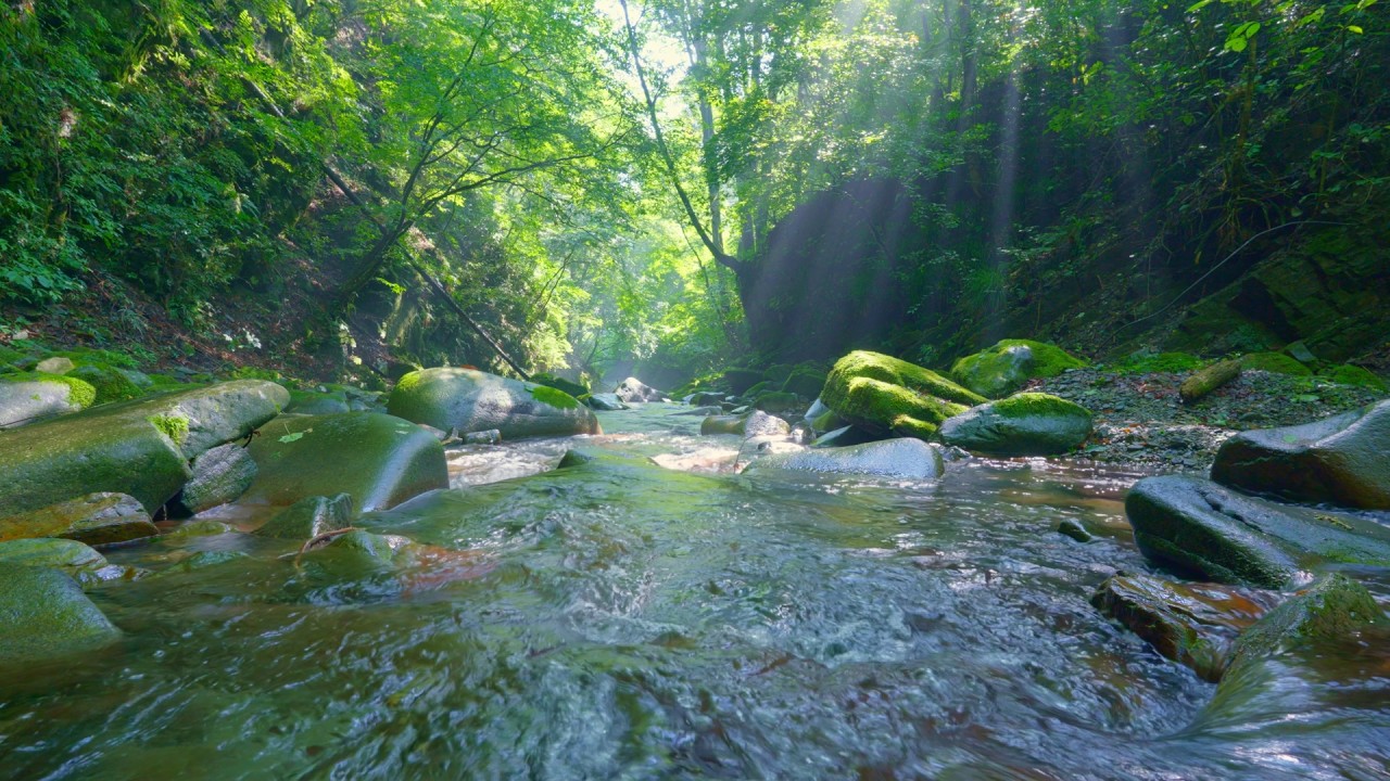 木漏れ日にきらめく清流、心地よいせせらぎ【4K自然音】