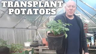 Transplanting Potatoes Into Containers