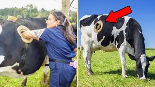 Die 10 Bizarrsten Kühe, Von Denen Du Nicht Wusstest, Dass Es Sie Gibt