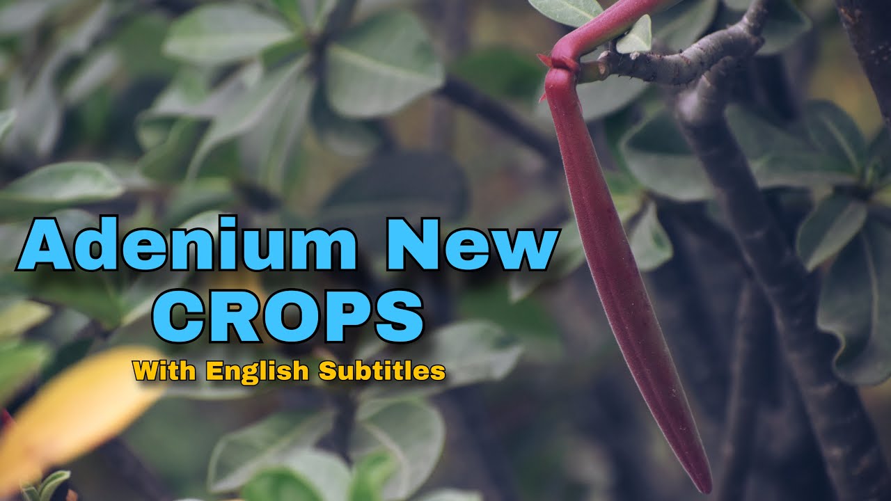 Quantity Of Adenium Plant Seeds Pod New Crops / Adenium Plant Seeds Pod ...