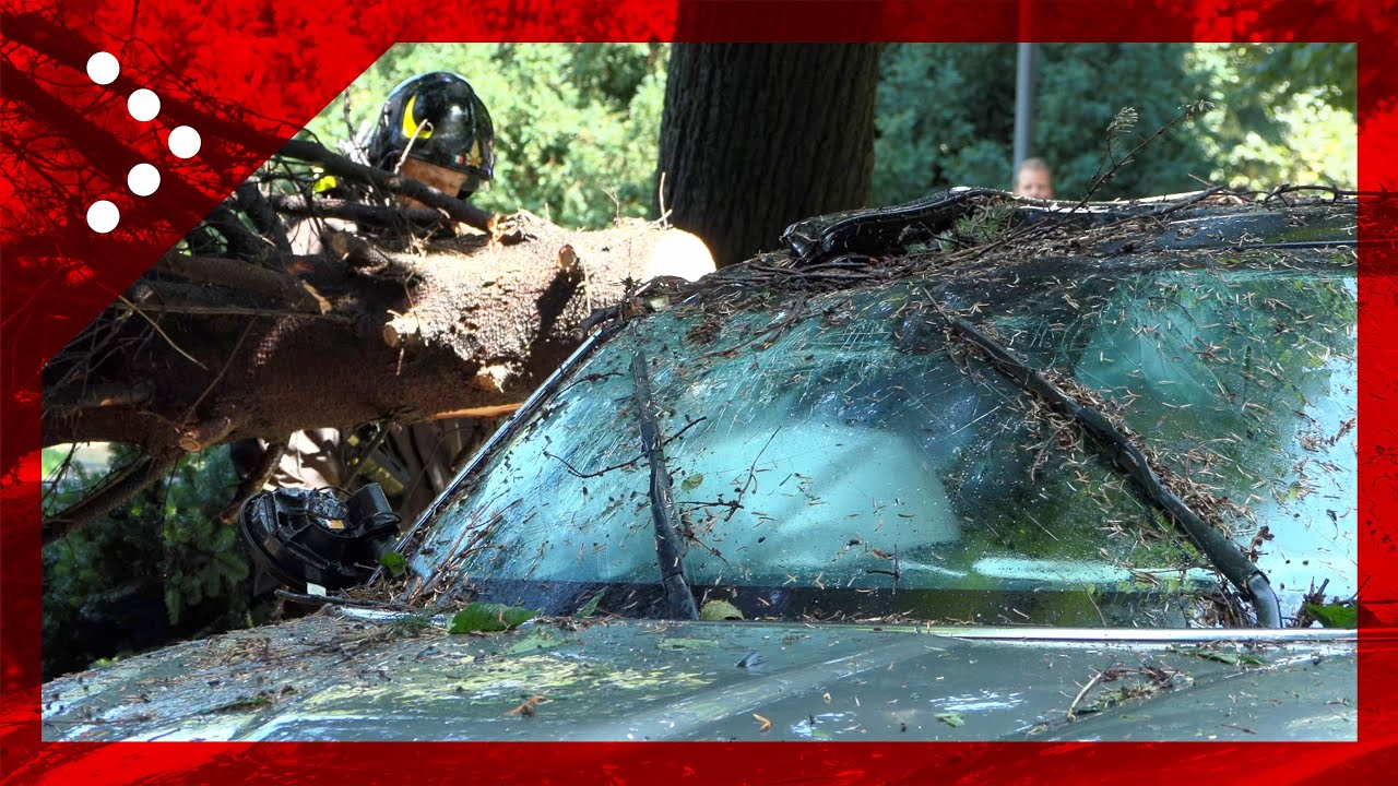 Maltempo in Lombardia, albero crolla su un'auto lungo una strada di Treviglio (Bergamo)