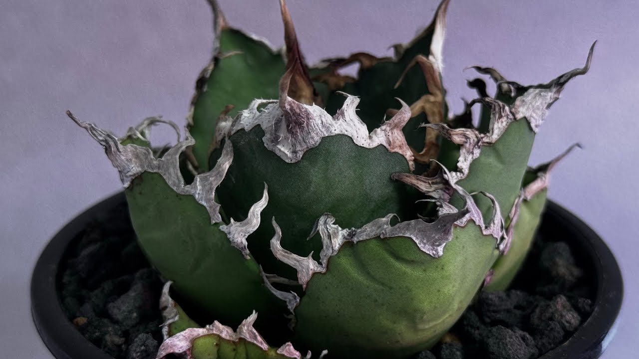 断捨離】おまとめ品 アガベ チタノタ シーザー ボール 大株 断捨離】お