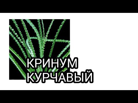 Кринум курчавый.Аквариумное растение