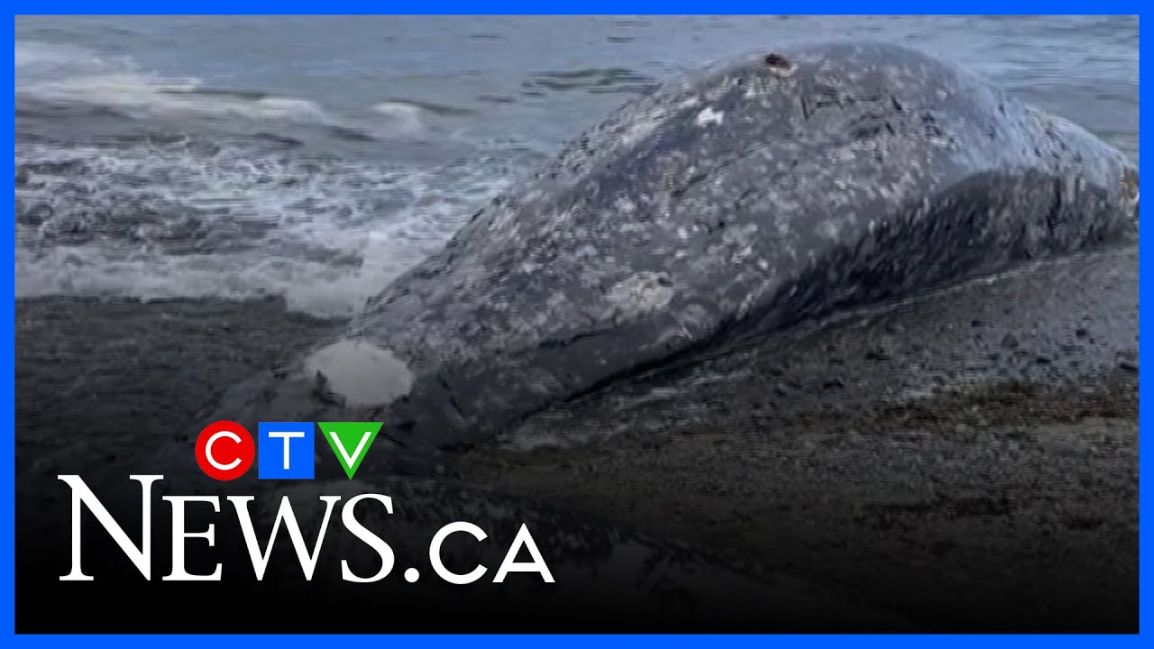 Dead whale washes ashore on B.C. beach