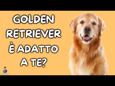 Video: Cose che dovresti sapere su come possedere un Golden Retriever