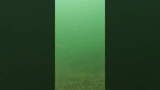 Big pike looks at my camera