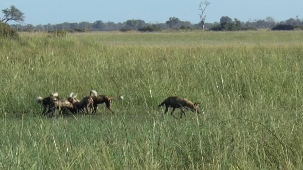 Kings Pool Wild Dogs Tearing apart Impala Kill YouTube