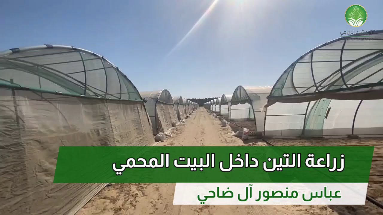 زراعة التين داخل البيت المحمي I عباس منصور ال ضاحي