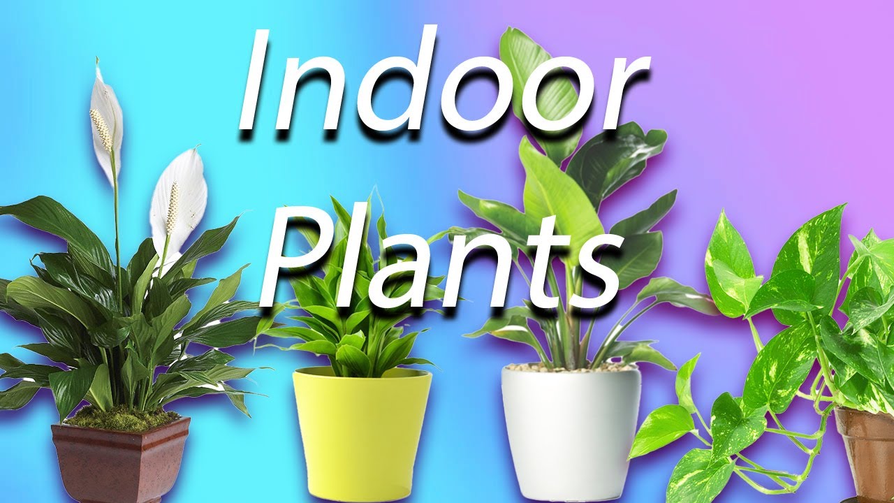 BIG selection of Indoor Plants Hello Hello Plants!! YouTube