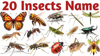 🔥 20 Insects Name for Kids | कीड़ों के नाम हिंदी और इंग्लिश में | Fun Learning Video 🐞🐜🐝