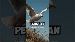 Download Lagu Habitat burung camar#hewan #burung#terbang MP3 Download Lagu Habitat burung camar#hewan #burung#terbang MP3