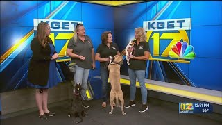 4th annual Mega Adoption event to feature 75 adoptable pets