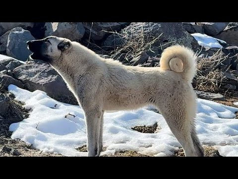 THE REACTIONS OF KANGALS IN THE FIELD TO THE SCENT OF BEAR AND BOAR LORDS OF THE STEPPE