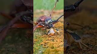 Bombardier Beetle Sprays Defense in Fight with Longhorn Beetle