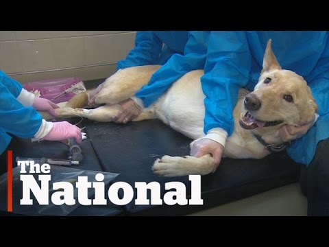 Wideo: Psy terapeutyczne pomagają pacjentom z rakiem i personelowi szpitala