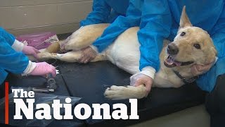 Canine cancer treatment