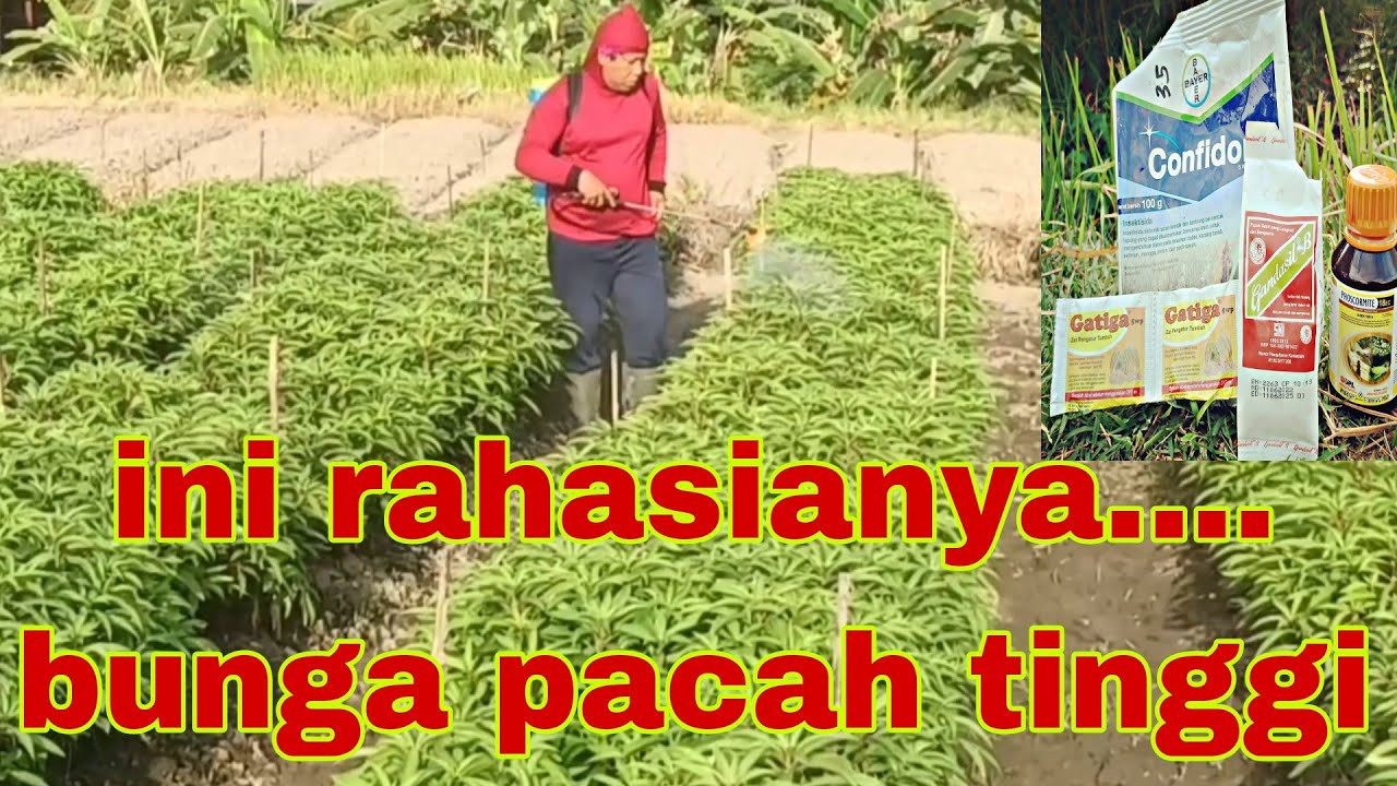ini rahasia bunga pacah tinggi dan berbunga lebat part.6 # ...