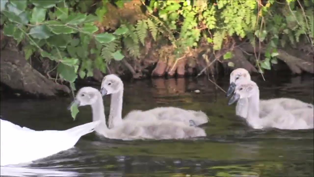 Mute swan , Cygnus olor ,  with cygnets