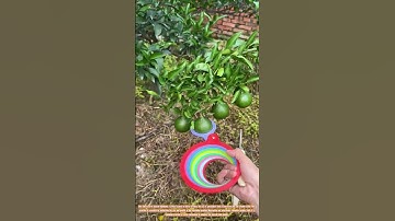 The Art of Citrus Culling: Ensuring Optimal Fruit Size