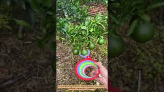 The Art Of Citrus Culling Ensuring Optimal Fruit Size