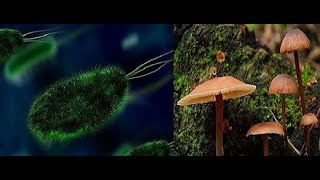 DOES PH AND SYNTHETIC NUTRIENTS AFFECT MICROBES | SOIL LIFE