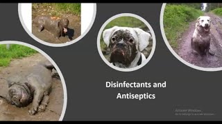 Disinfectants and Antiseptics (VETERINARY TECHNICIAN EDUCATION)