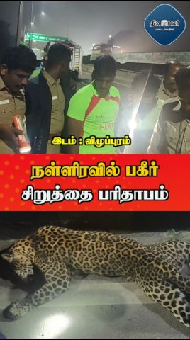 நள்ளிரவில் பகீர் சிறுத்தை பரிதாபம்