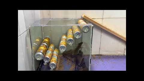 Homemade mouse trap | the most effective simple homemade rat trap #176