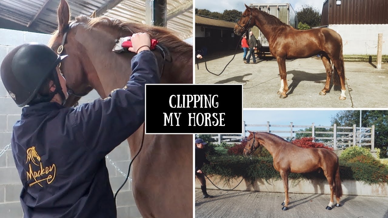CLIPPING MY 4YO HORSE // Full Clip. YouTube