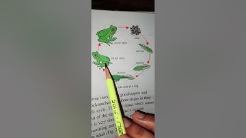 Chapter: 3 (Animals: How life goes on)