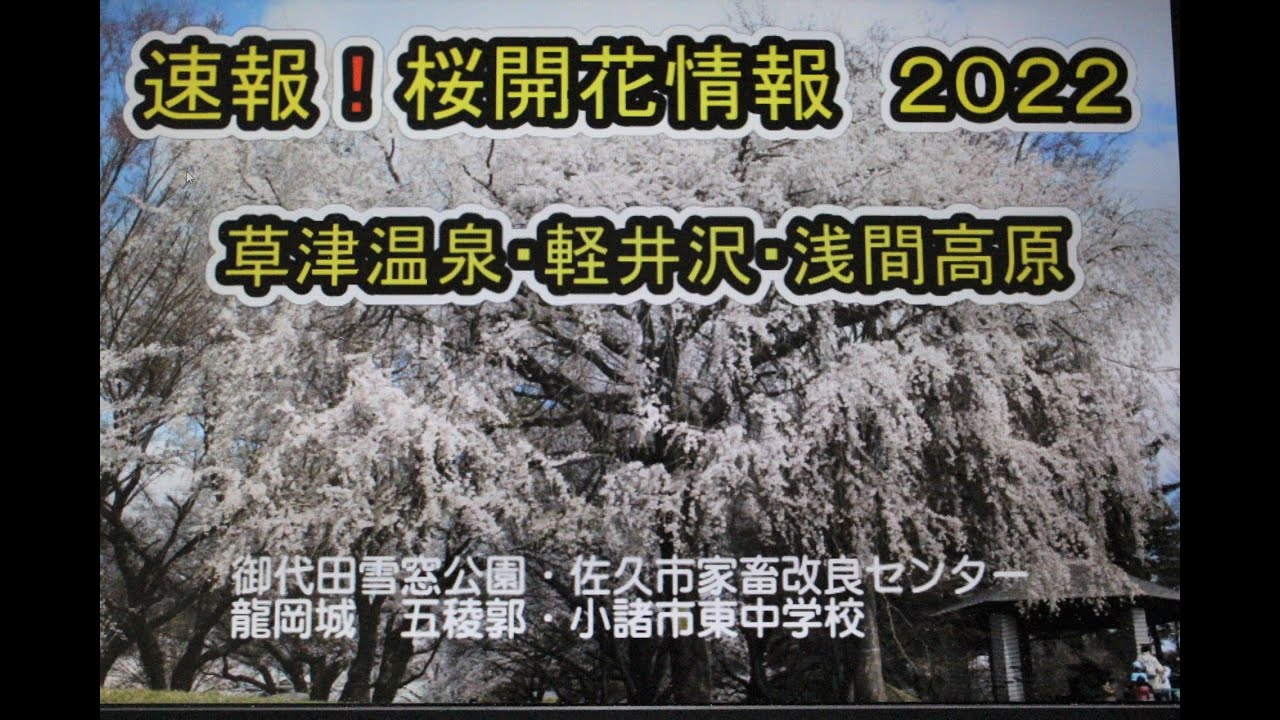 桜開花情報２０２２ 雪窓公園 佐久家畜改良センター 龍岡城 小諸東中学校 Youtube