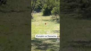 Tannerite vs Pumpkin