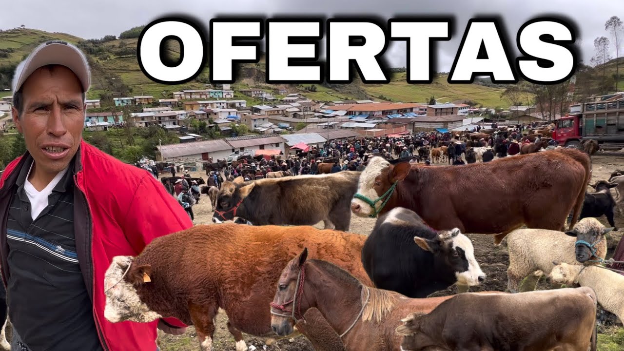 Así es la feria GANADERA 🐂 Santa Rosa en campo.