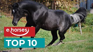 Top 10 Arabian Horses