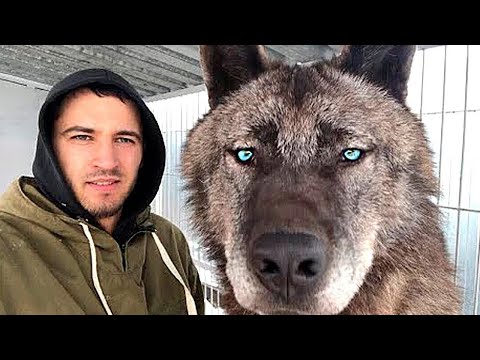 7 Races De Loups Que Vous Ne Croirez Pas Existent