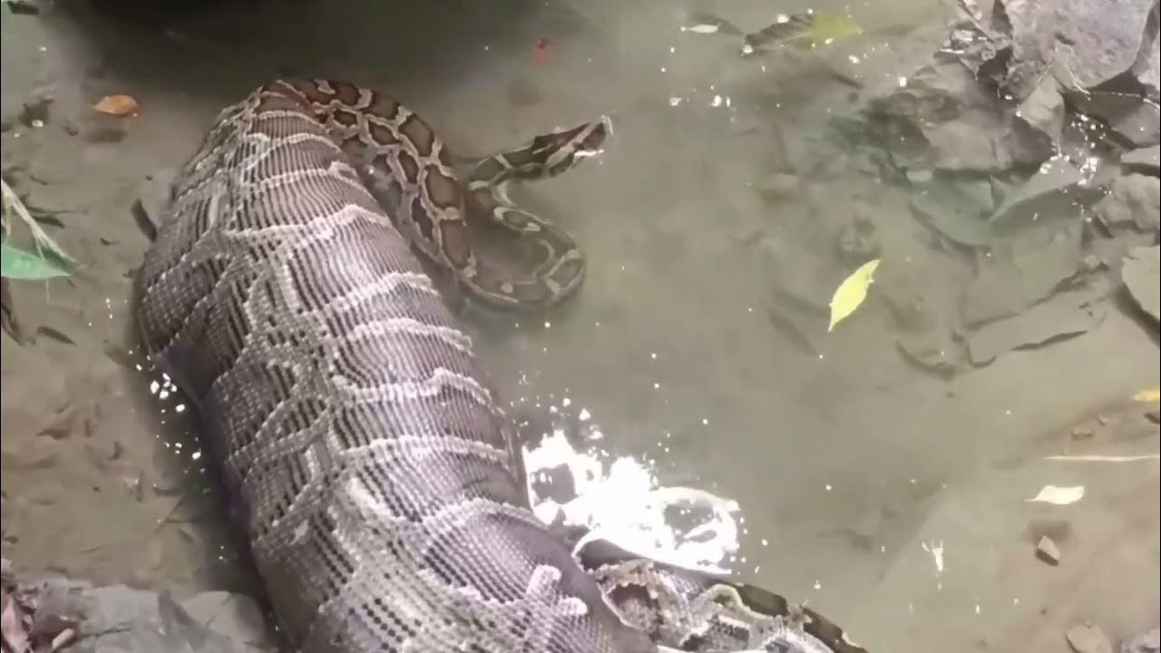 Goat eating Python snake was spotted in Iilam Nepal - YouTube