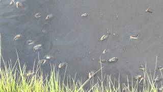 Fiddler Crabs Feeding