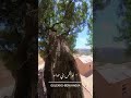Oulekh Beni Haoua Chlef Oulekh Beni Haoua Chlef
