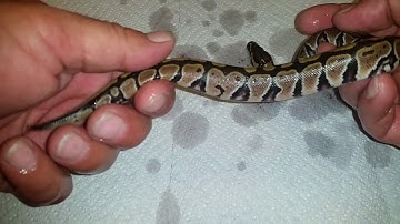 Cleanup video of Ball Python hatchlings. Possibly duel sire clutch.