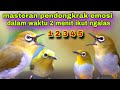 Masteran !! Pancingan Pleci Bahan Biar Cepat Ngalas || Pleci ngalas Manggil Lawan