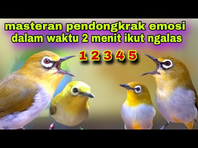 Masteran !! Pancingan Pleci Bahan Biar Cepat Ngalas || Pleci ngalas Manggil Lawan class=