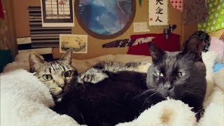 理想的なシェアハウス　Cats in a Shared house