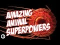 Nature's Most Amazing Animal Superpowers