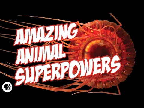 ⁣Nature's Most Amazing Animal Superpowers