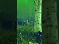 6 Seconds of Pure Jason Chaos 🔪  #dbd #whitebritishkid  #dbdclips  #twitchstreamer #dbdsurvivor