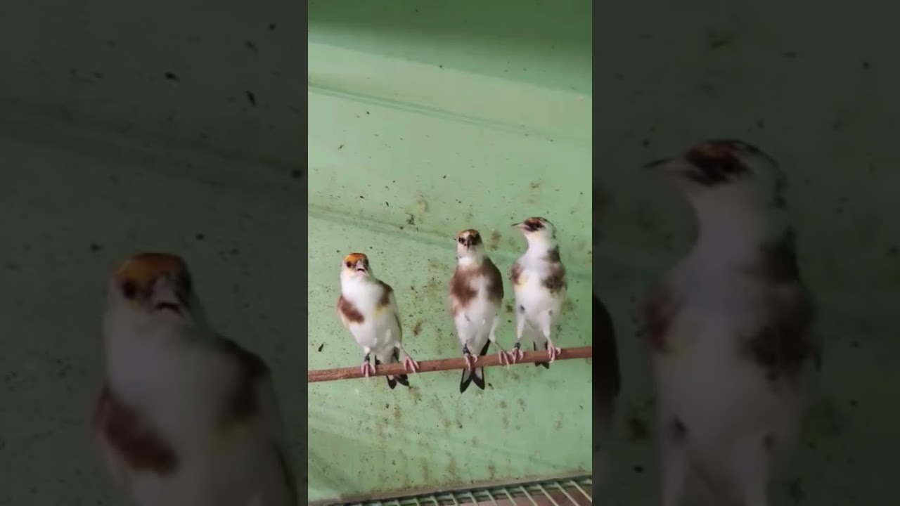 طفرة فاسياطو..... ..........           chardonneret  mutation faciato